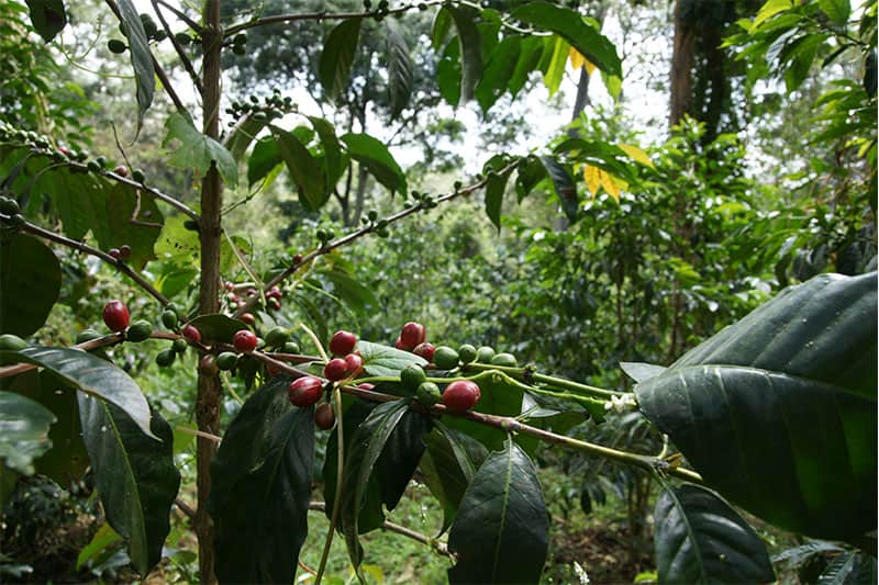 Bild zur Plantage  Gedeo Yirgacheffe - feinster Kaffee aus Äthiopien 