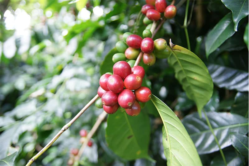 Bild zur Plantage  Ngila Coffee Estate - bestes Kaffee Aroma aus Tansania