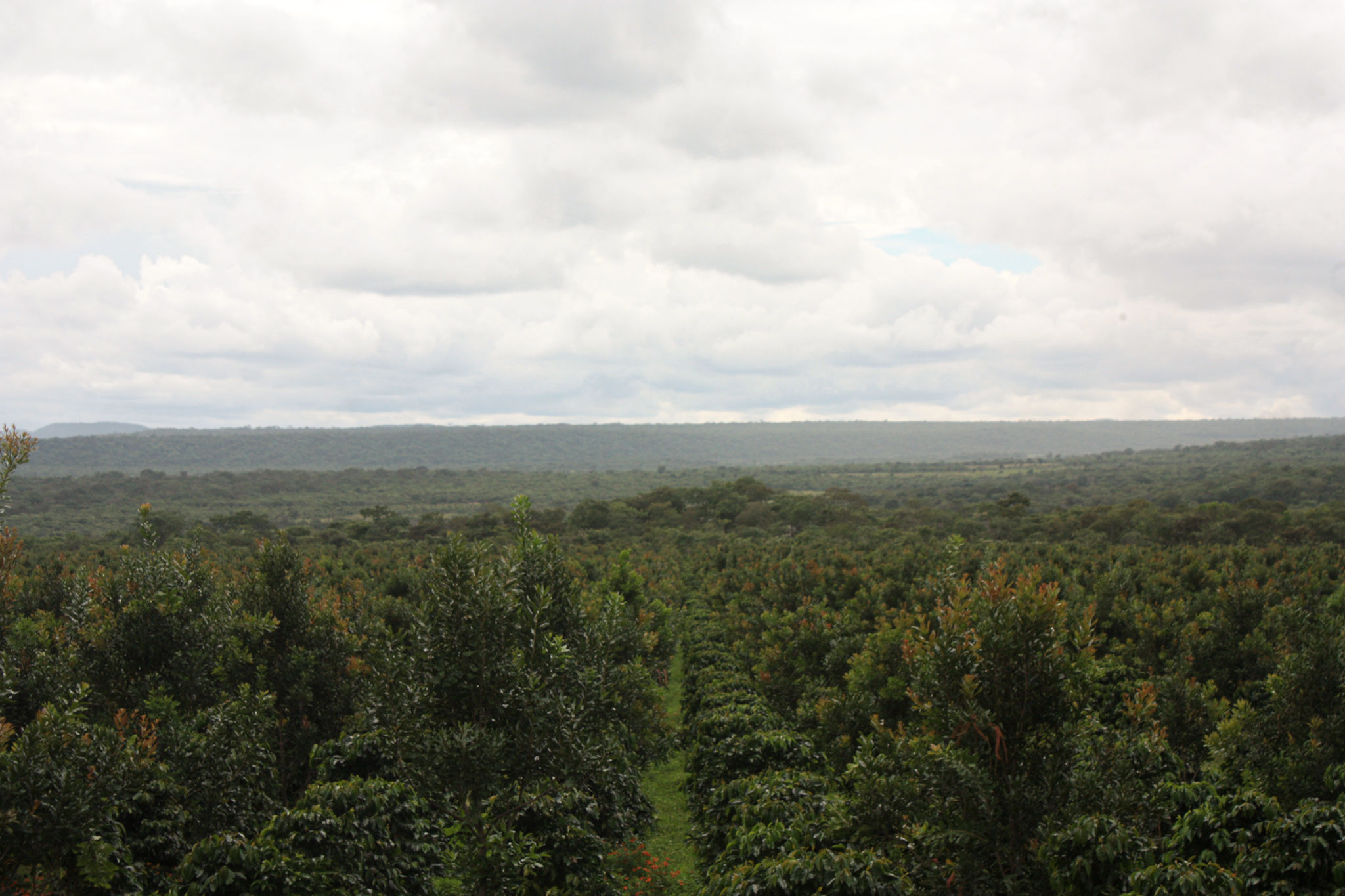 Kachipapa Estate - exzellente Kaffees aus Sambia