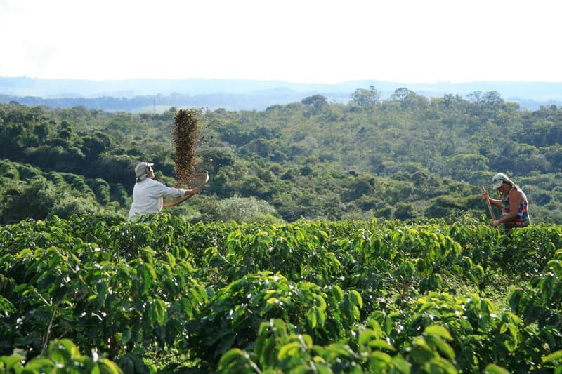 Fazenda da Lagoa Estate - feine Kaffeebohnen aus Brasilien