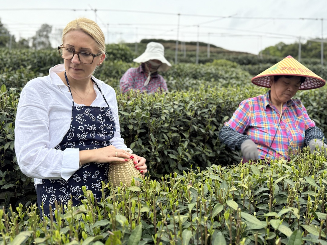 Teeanbau Tee-Ernte China Teeverarbeitung hohe Qualität Grüner Tee Schwarzer Tee Ursprung