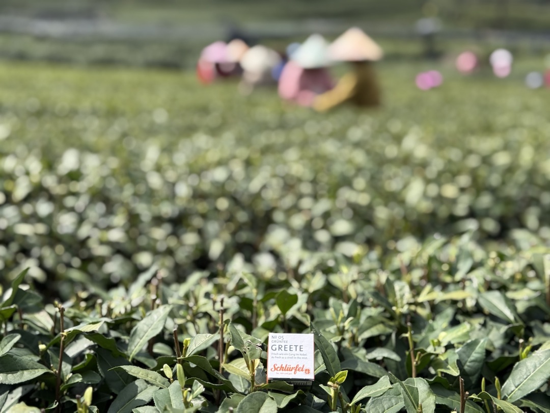 Teeanbau Tee-Ernte China Teeverarbeitung hohe Qualität Grüner Tee Schwarzer Tee Ursprung Schlürf Tee Greete