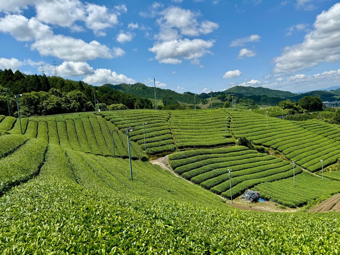 Teeanbau Tee-Ernte Japan Teequalität vor Ort