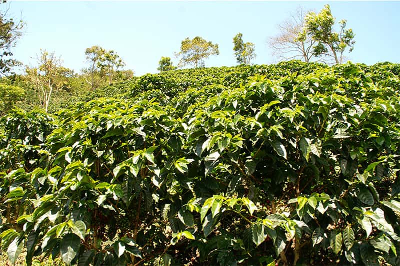 Specialty Program of Becamo - ideale Bedingungen für den Kaffeeanbau in Honduras