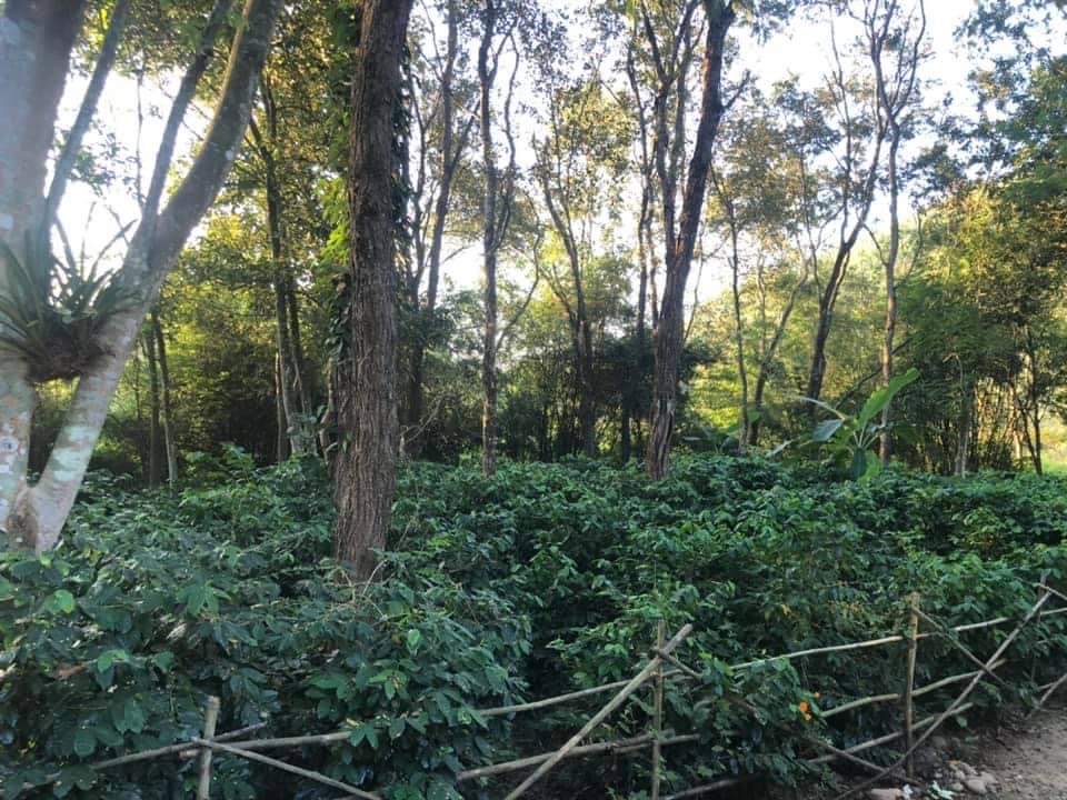 Gauribesi Estate - unverwechselbare Aromen im Kaffee aus Nepal