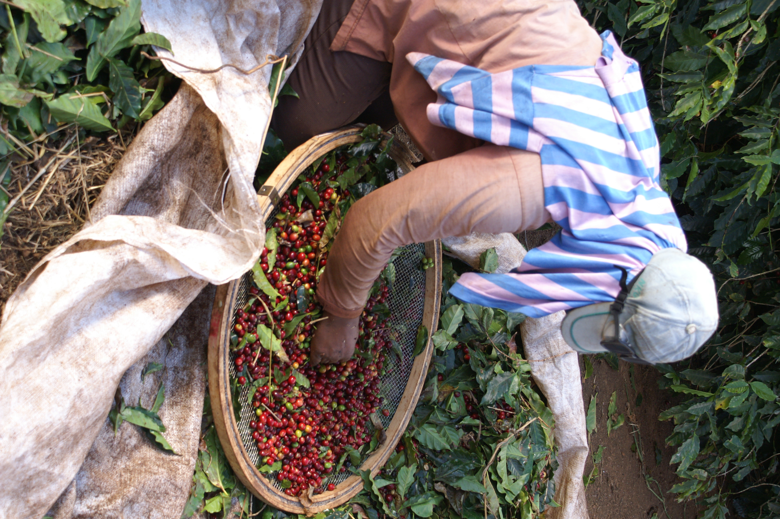 Bild zur Plantage  Fazenda da Lagoa Estate - feine Kaffeebohnen aus Brasilien