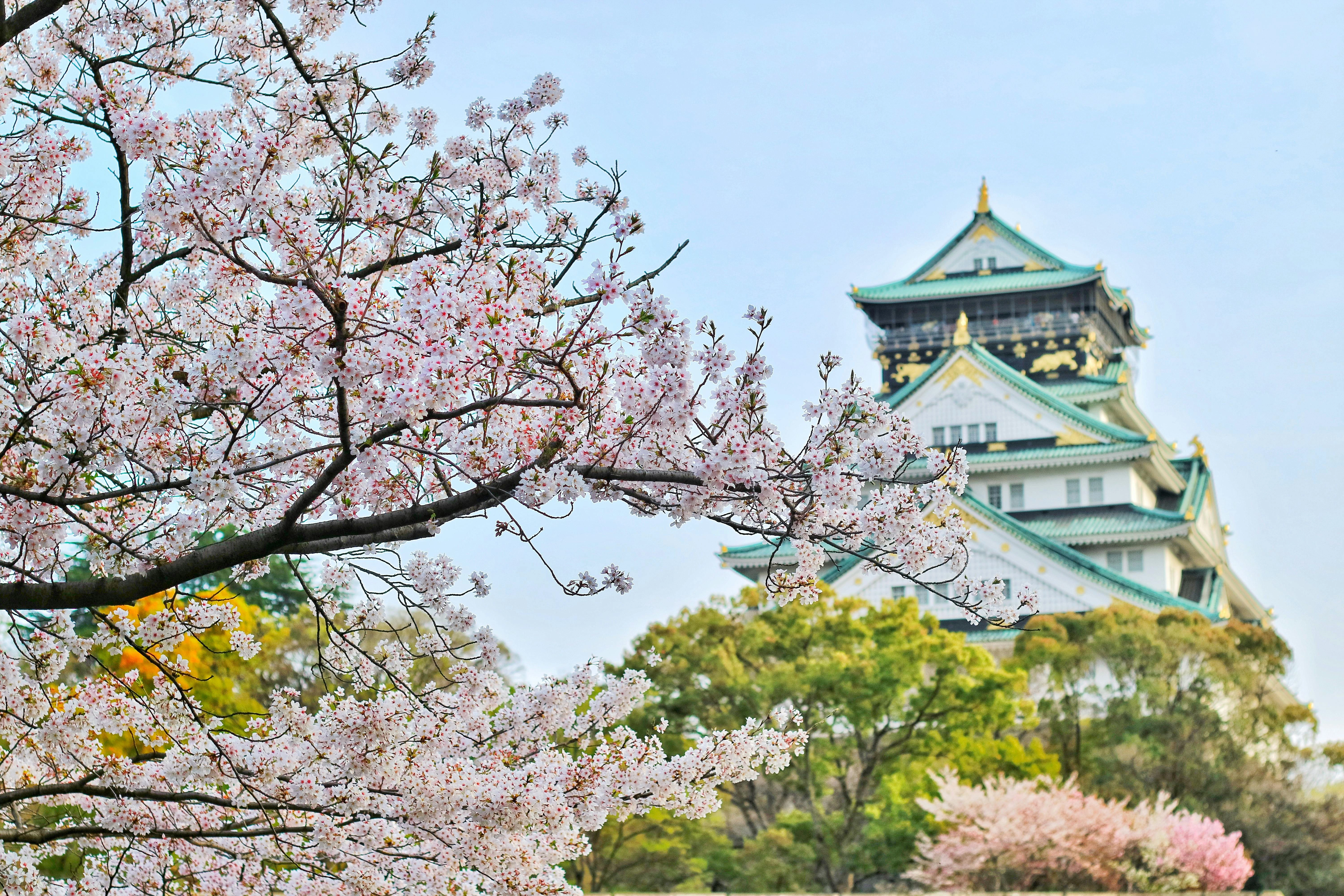 Kirschblüten vor Tempel - Hintergrund