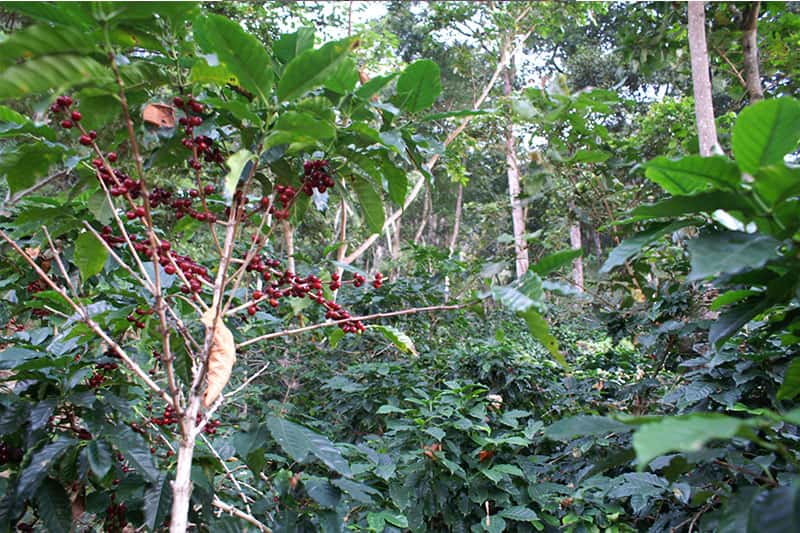 Finca Ceylan y Anexos - herausragende Qualität im Kaffee aus Guatemala