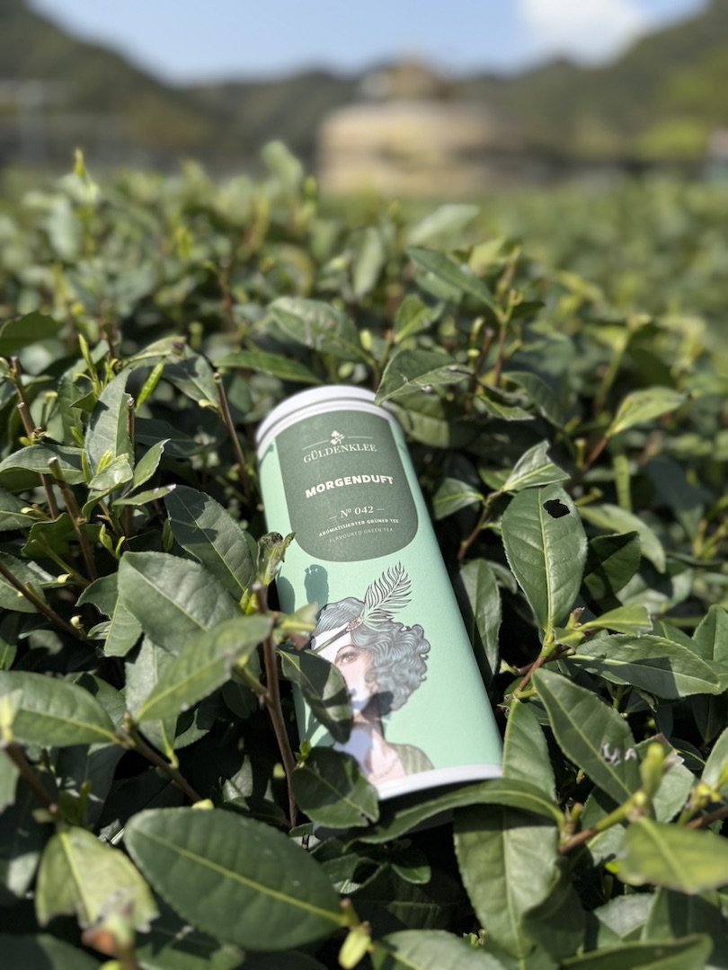 Teeanbau Tee-Ernte China Teeverarbeitung hohe Qualität Grüner Tee Schwarzer Tee Ursprung Berliner Kaffeerösterei Güldenklee