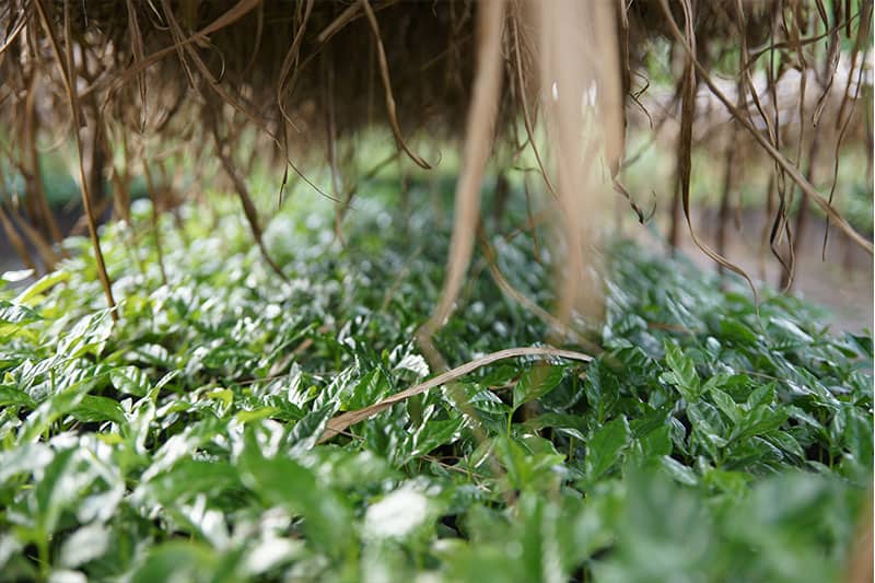 Baragwi Farmers Cooperative Society Limited - ideale Voraussetzungen für Kaffeeanbau in Kenia