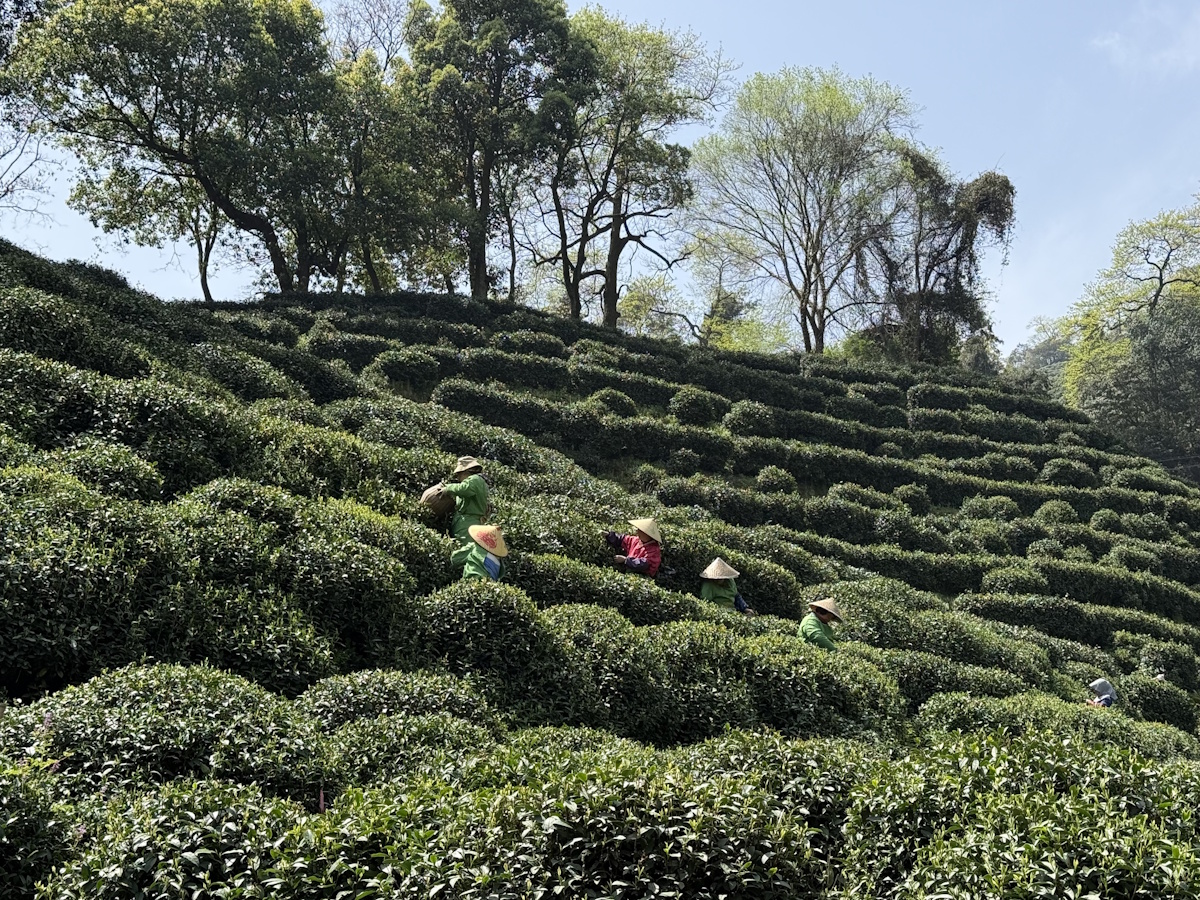 Teeanbau Tee-Ernte China Teeverarbeitung hohe Qualität Grüner Tee Schwarzer Tee Ursprung