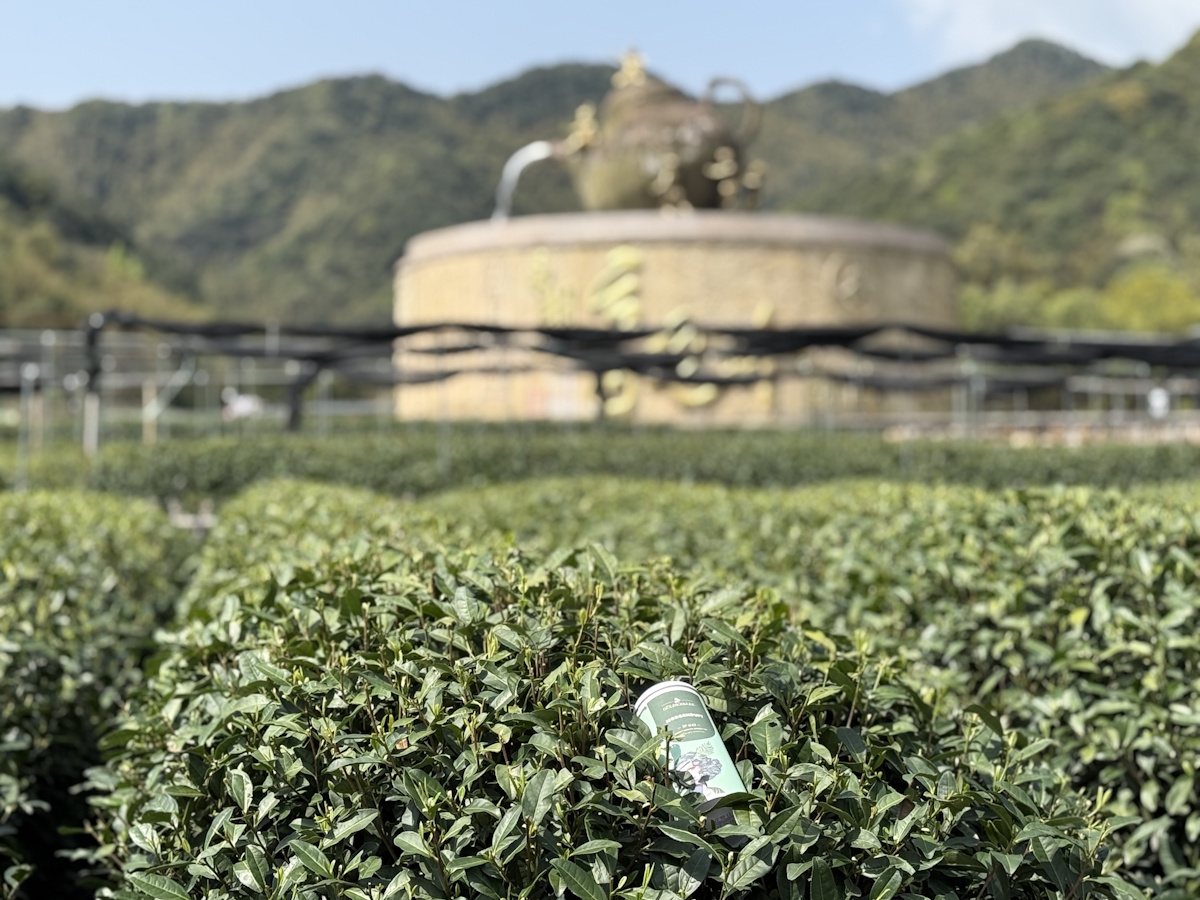 Teeanbau Tee-Ernte China Teeverarbeitung hohe Qualität Grüner Tee Schwarzer Tee Ursprung Berliner Kaffeerösterei Güldenklee