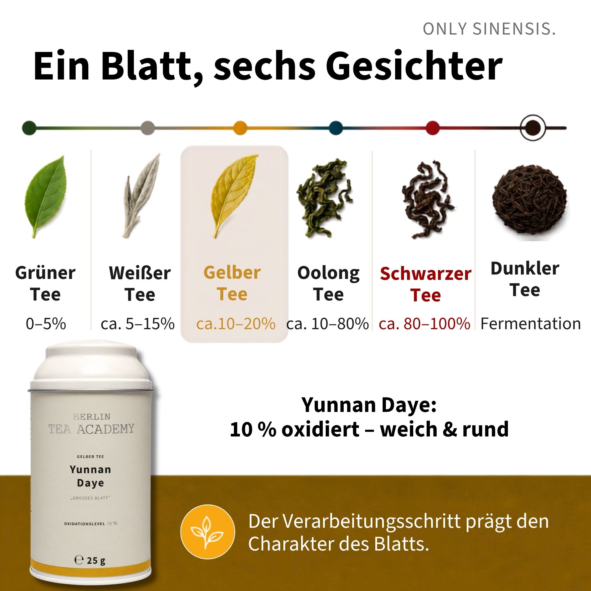Gelber Tee Yunnan Daye - Berlin Tea Academy Only Sinensis