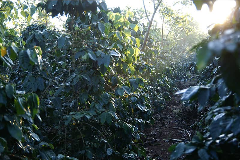 Blawan Coffee Estate - außergewöhnlicher Kaffee aus Indonesien