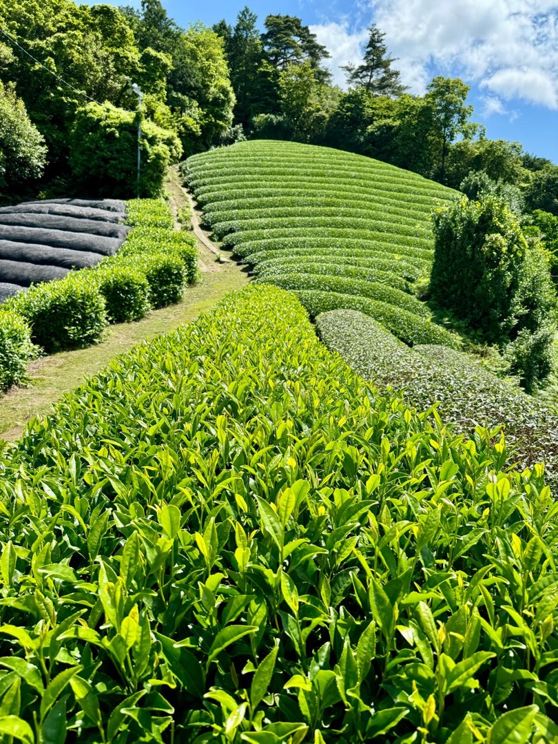 Teeanbau Tee-Ernte Japan Teequalität vor Ort
