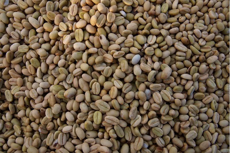 Baragwi Farmers Cooperative Society Limited - ideale Voraussetzungen für Kaffeeanbau in Kenia