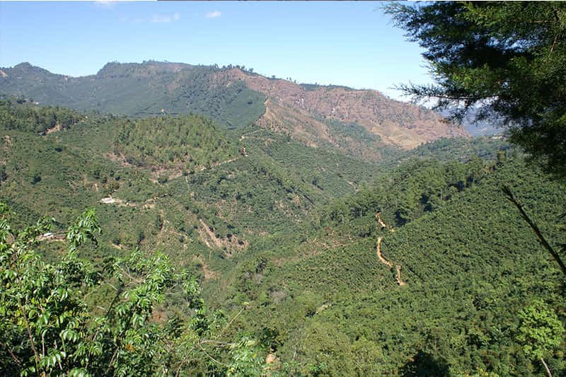 Finca Ceylan y Anexos - herausragende Qualität im Kaffee aus Guatemala
