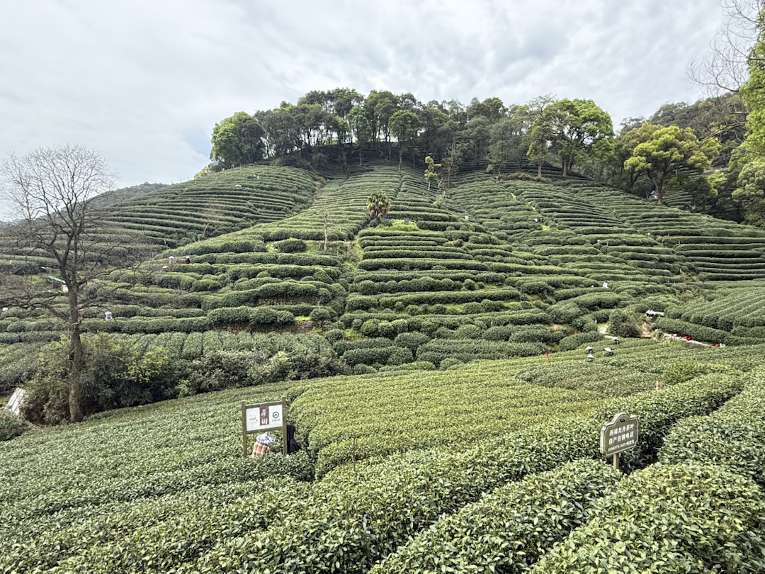 Teeanbau Tee-Ernte China Teeverarbeitung hohe Qualität Grüner Tee Schwarzer Tee Ursprung