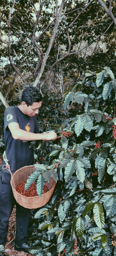 Finca Las Veraneras - herausragende Kaffeebohnen und Aromen aus El Salvador