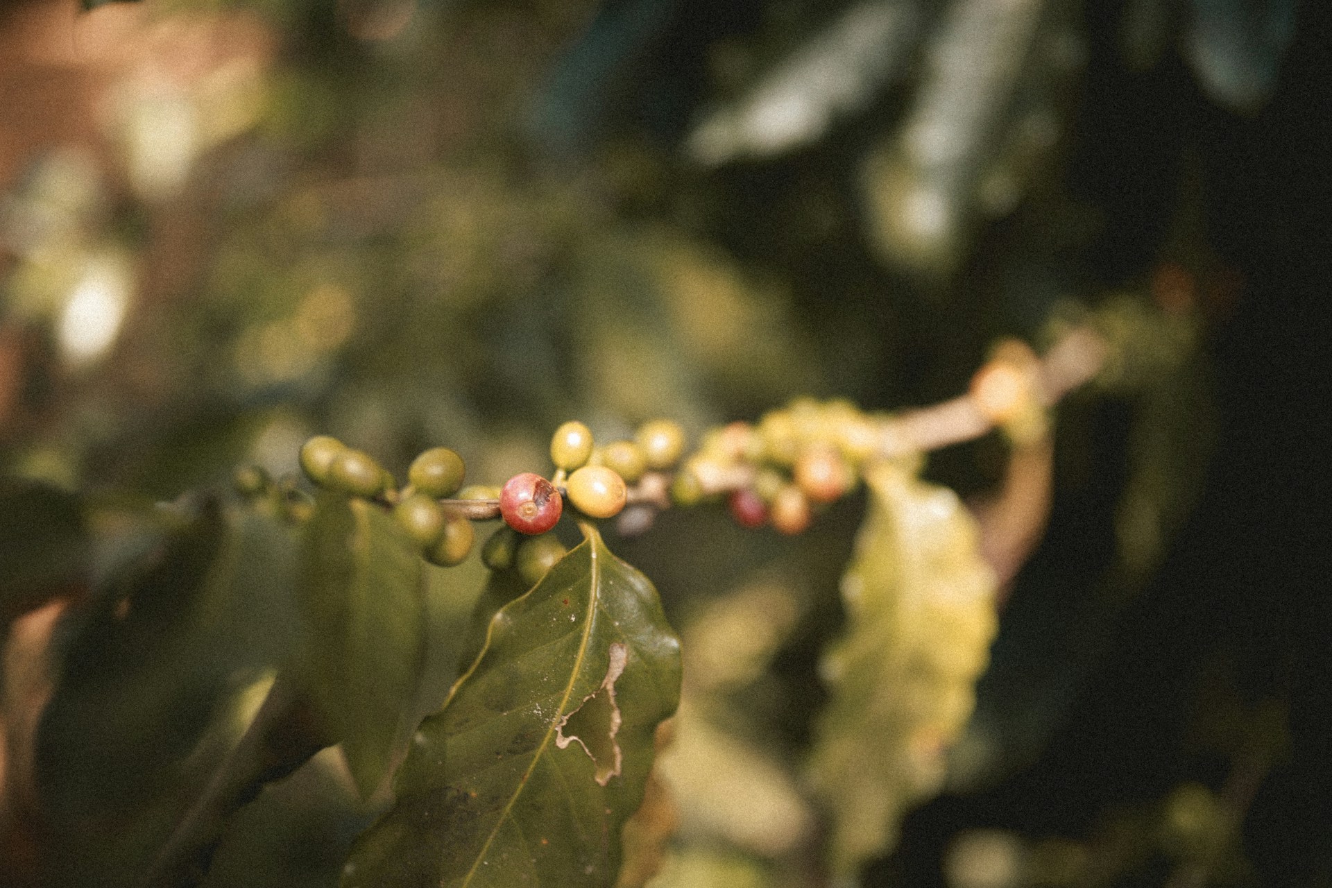 Kongo Lake Kivu - höchste Kaffee Qualität aus dem Kongo