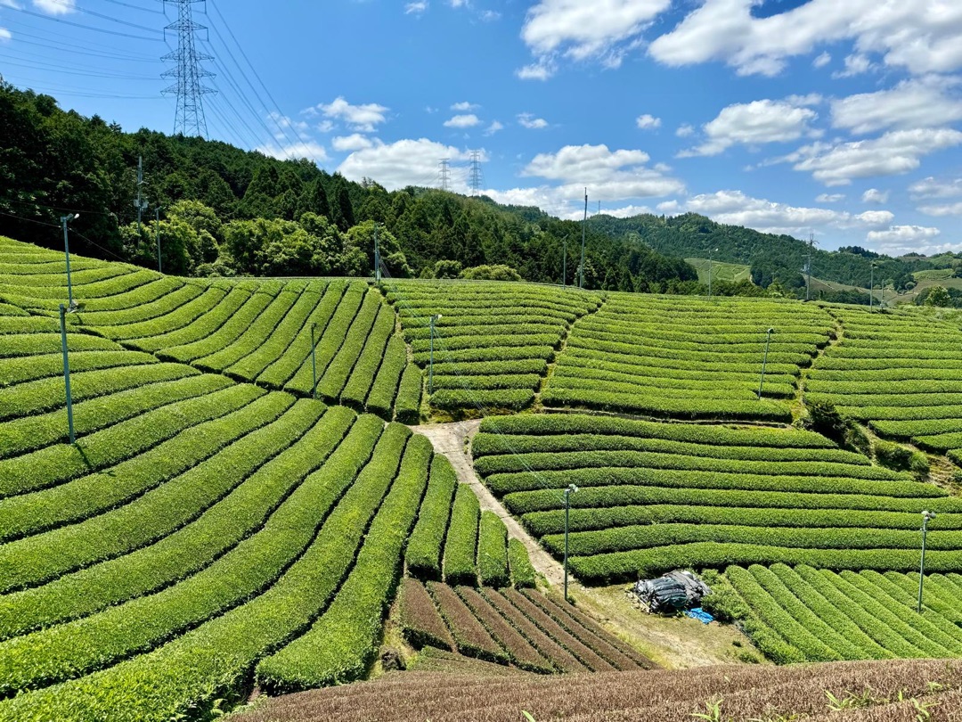 Teeanbau Tee-Ernte Japan Teequalität vor Ort