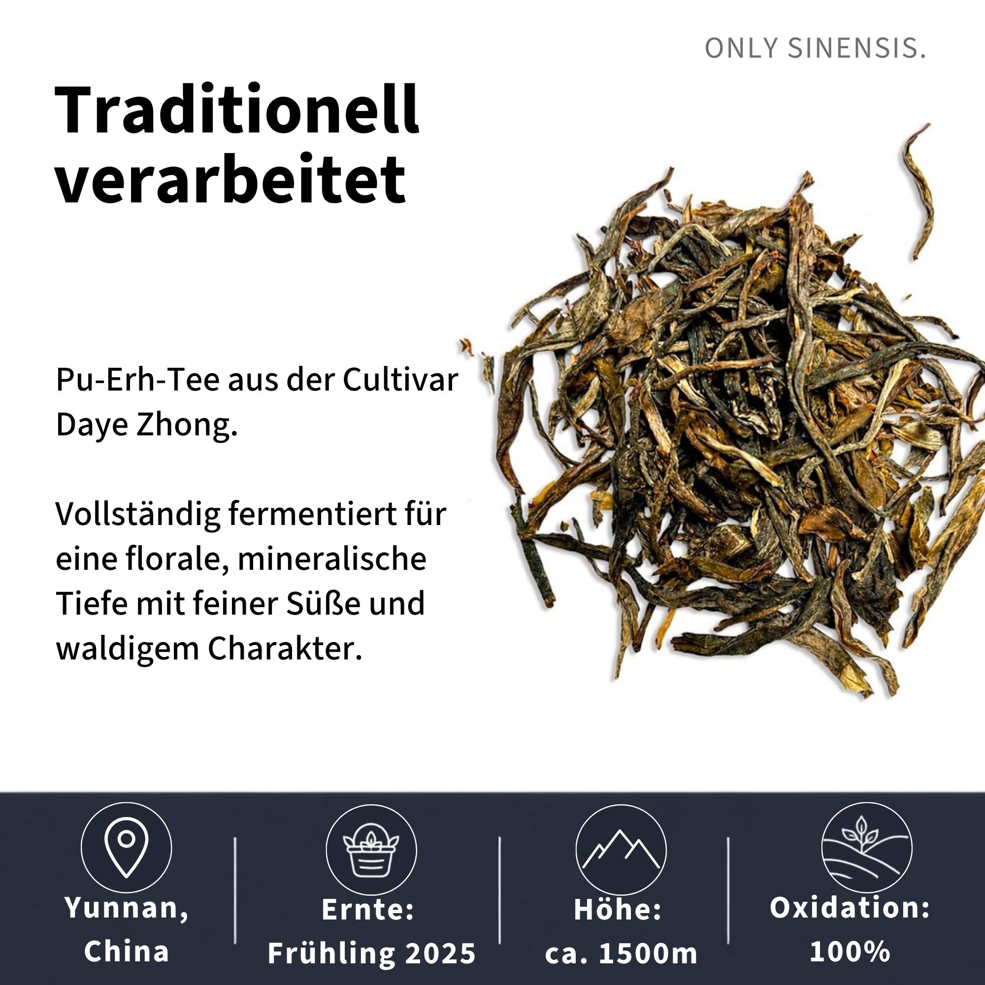 Pu-Erh Tee Gushu Maocha - Berlin Tea Academy Only Sinensis