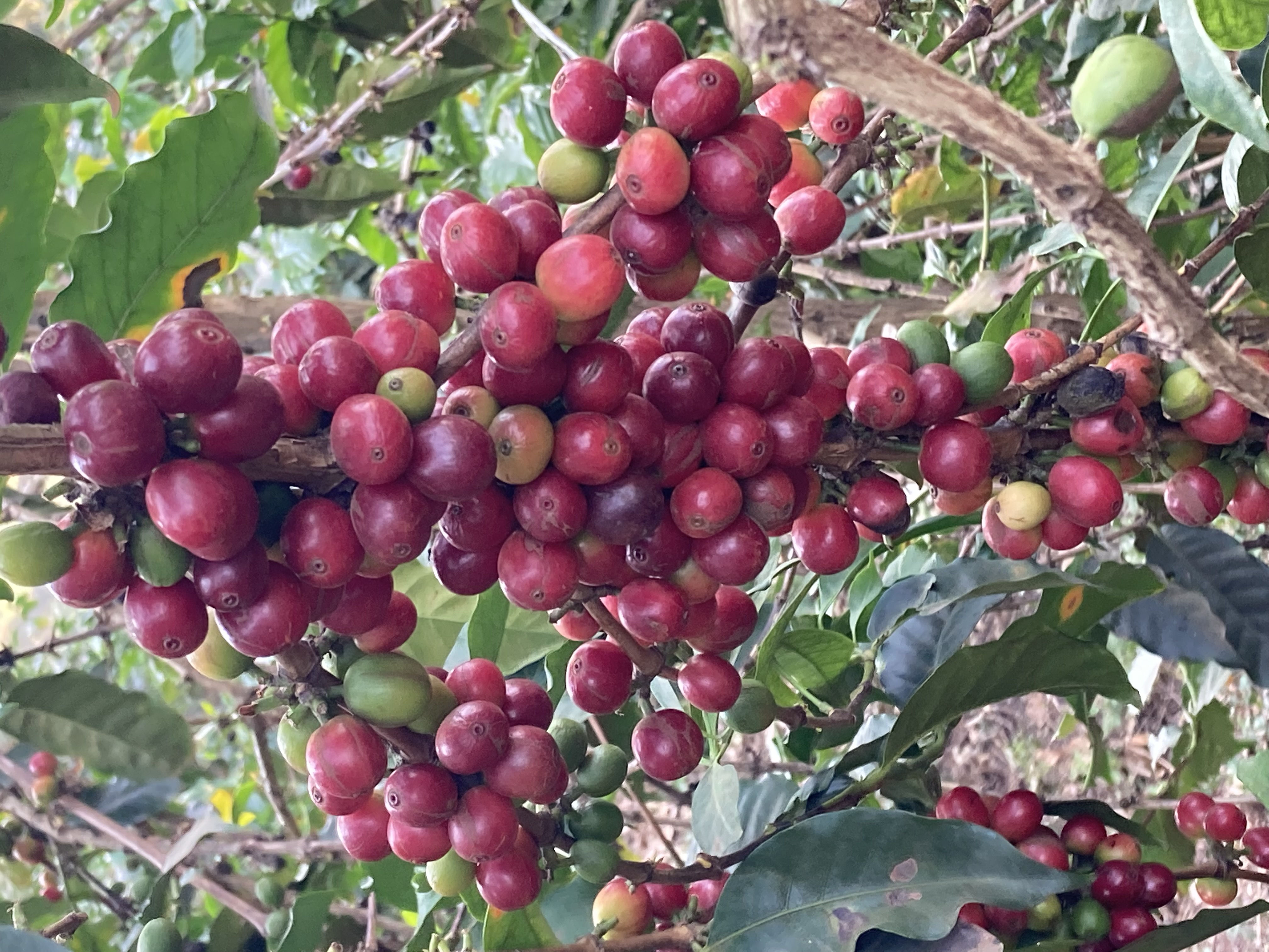 Bild zur Plantage  Ngila Coffee Estate - bestes Kaffee Aroma aus Tansania