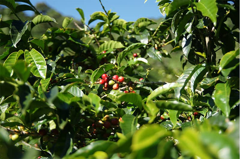 RWKARONGI_Plantage_02
