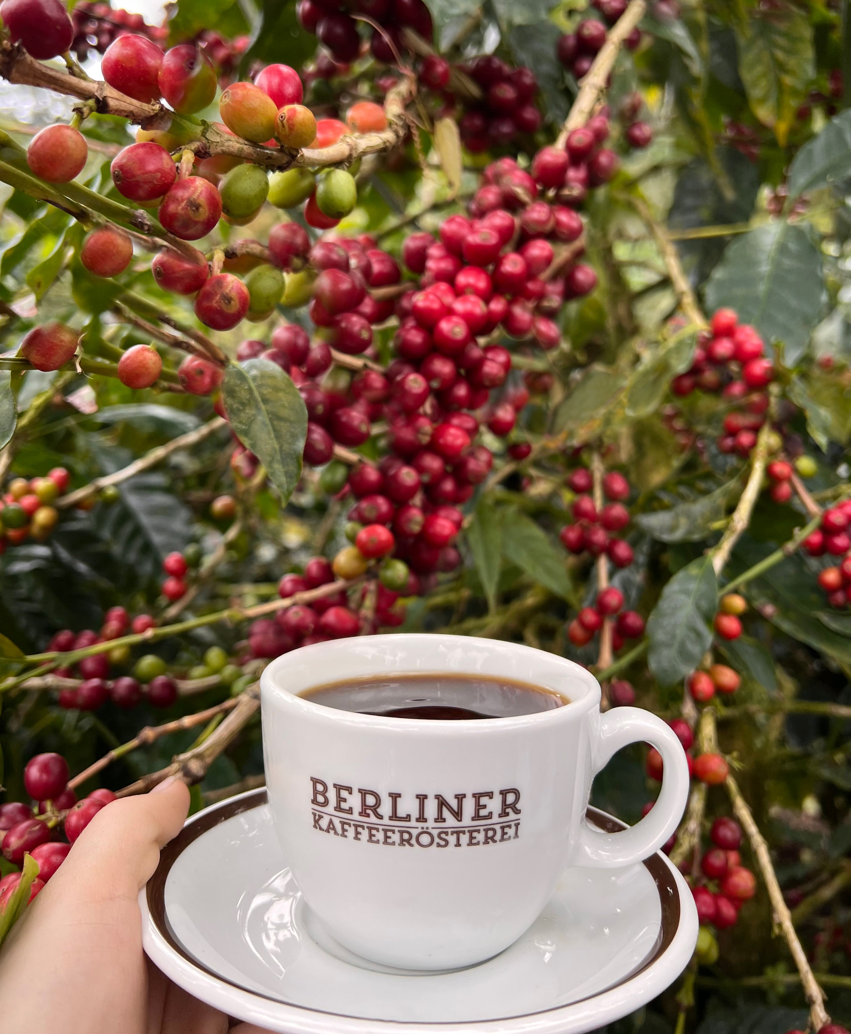 Kaffee Berliner Kaffeersterei Nicaragua