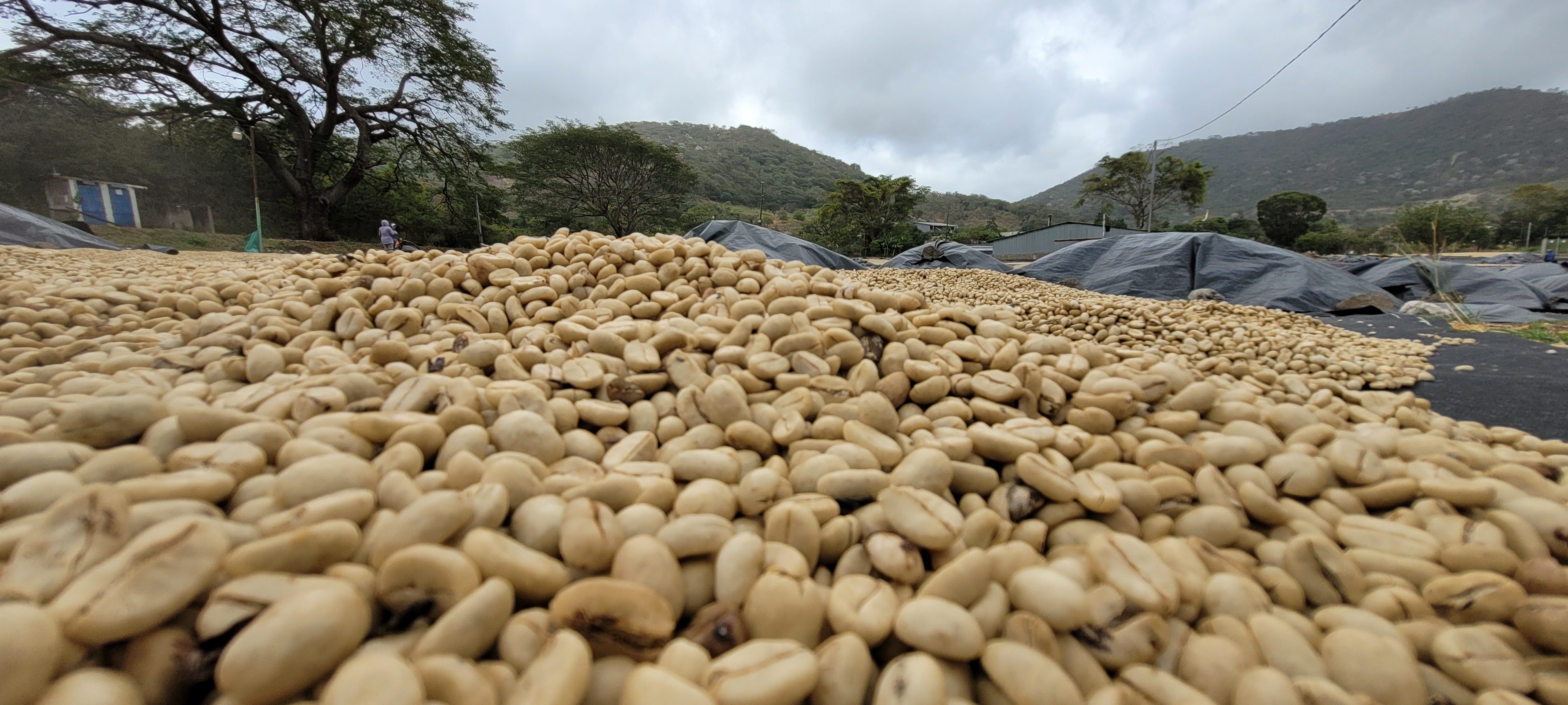 Kaffeebohnen am trocknen