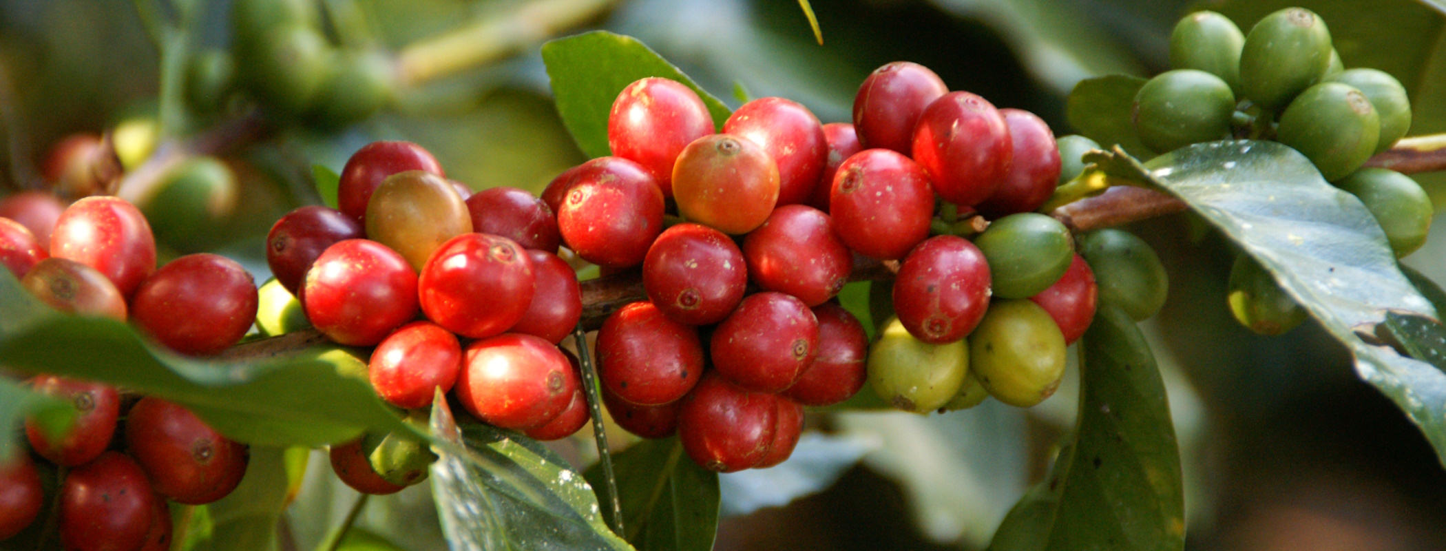 Bild zur Plantage  Hacienda La Claudina - unverwechselbarer Kaffee Geschmack aus Kolumbien