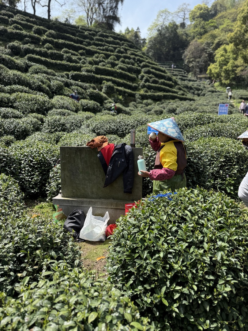 Teeanbau Tee-Ernte China Teeverarbeitung hohe Qualität Grüner Tee Schwarzer Tee Ursprung