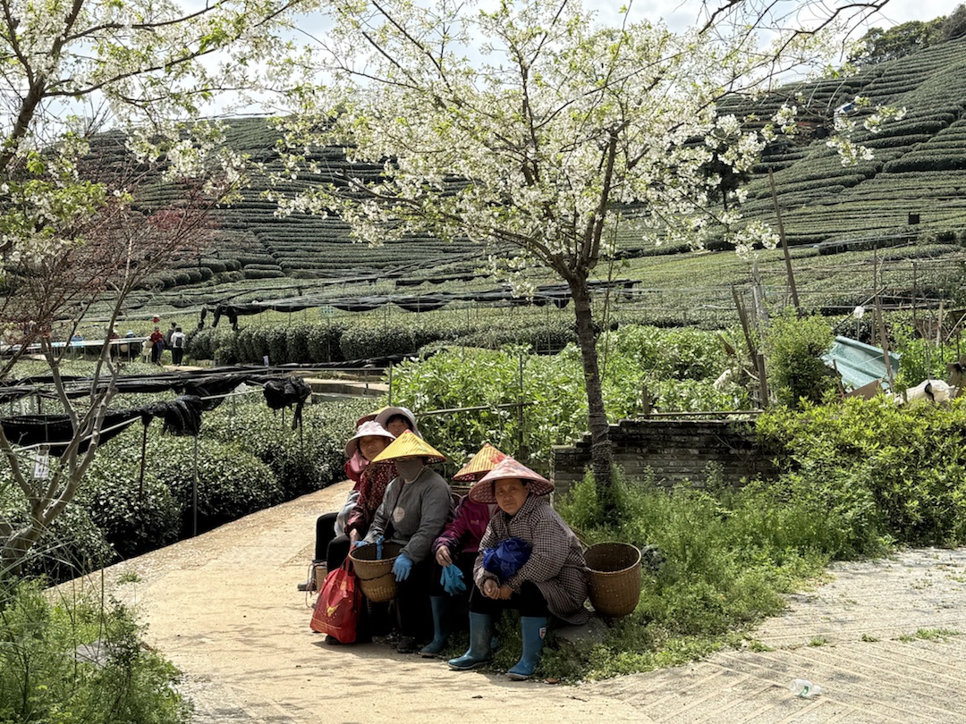 Teeanbau Tee-Ernte China Teeverarbeitung hohe Qualität Grüner Tee Schwarzer Tee Ursprung