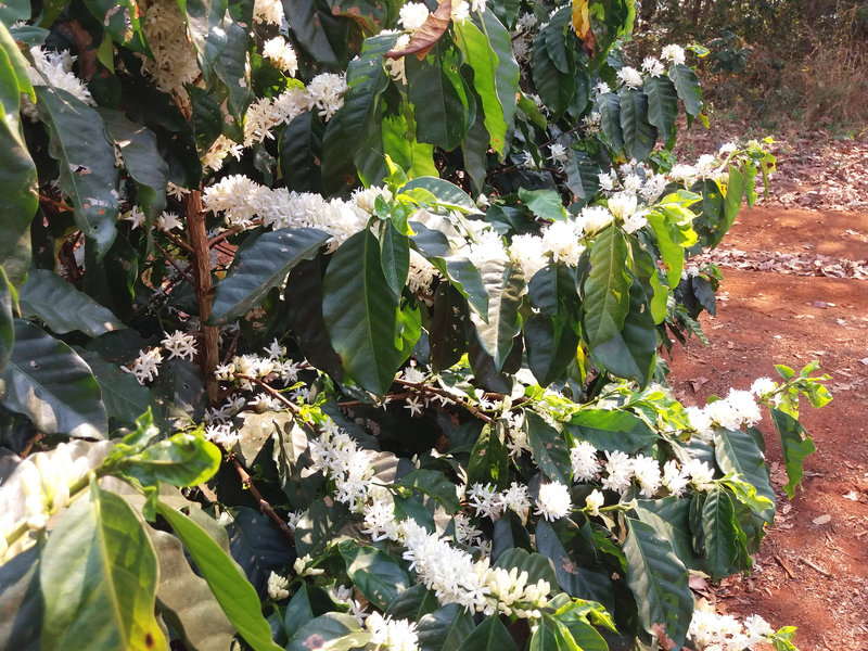 Malawi AAA+ Pamwamba