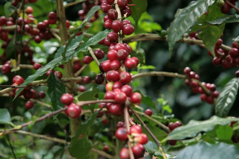 Fazenda da Lagoa Estate - feine Kaffeebohnen aus Brasilien