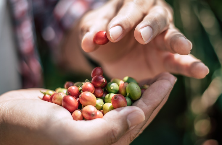 Reife und unreife Kaffeekirschen in der Hand einer Frau vor dem Rösten Reife und unreife Kaffeekirschen in der Hand einer Frau vor dem Rösten