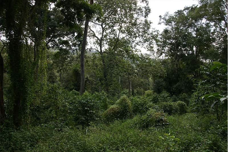 Baragwi Farmers Cooperative Society Limited - ideale Voraussetzungen für Kaffeeanbau in Kenia