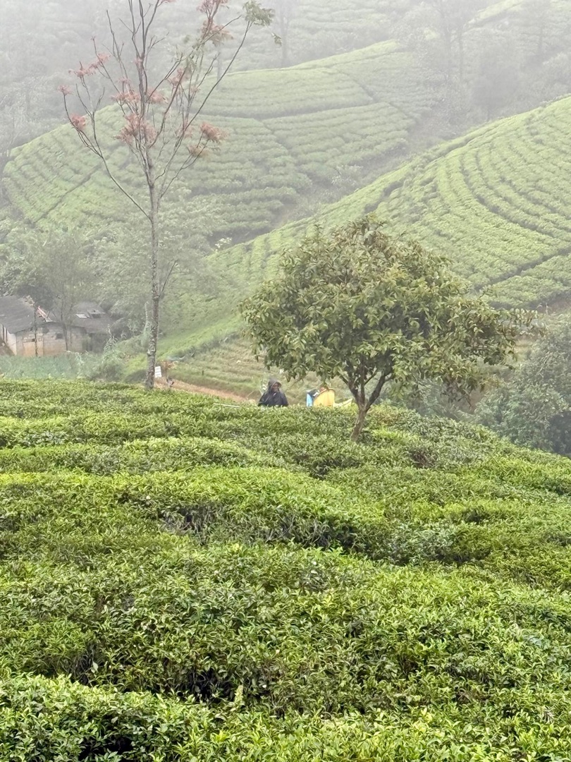 Teeanbau Tee-Ernte Sri Lanka Teequalität vor Ort