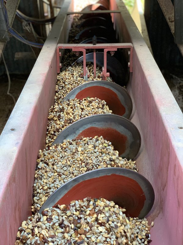 Skybury Estate - außergewöhnlich einzigartiger Kaffee aus Australien