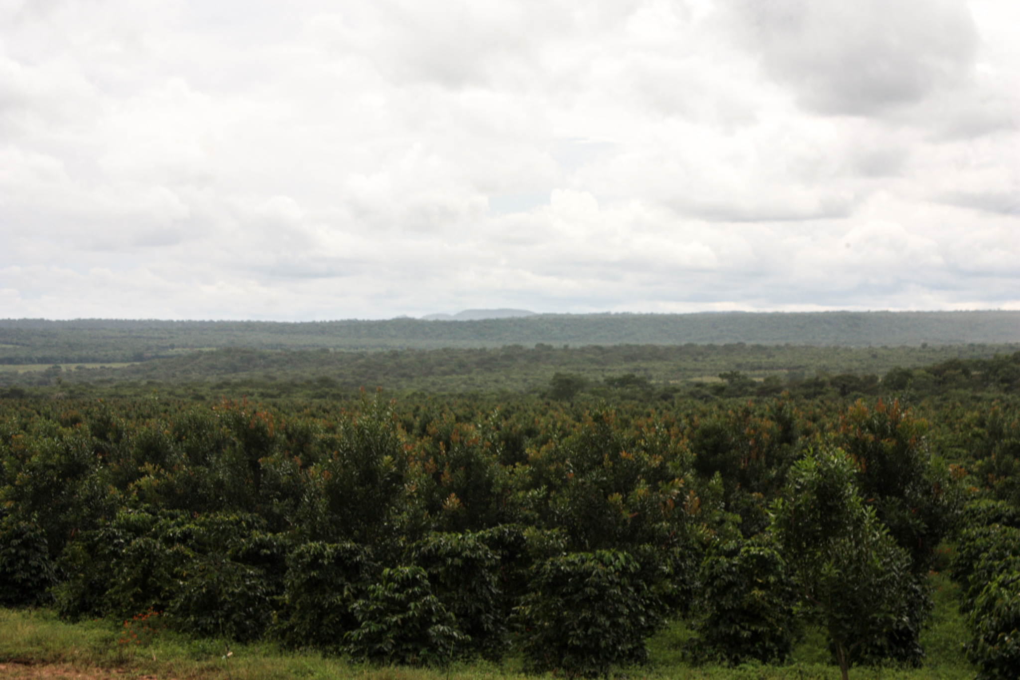 Kachipapa Estate - exzellente Kaffees aus Sambia