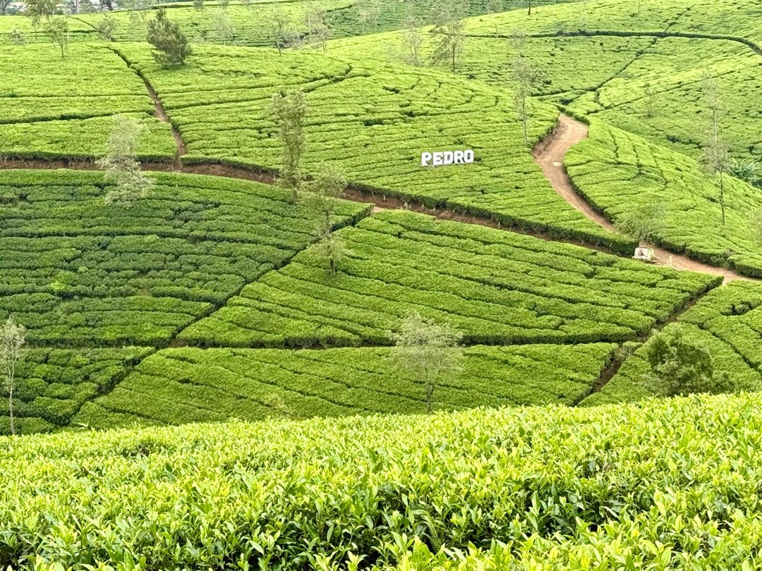 Teeanbau Tee-Ernte Sri Lanka Teequalität vor Ort