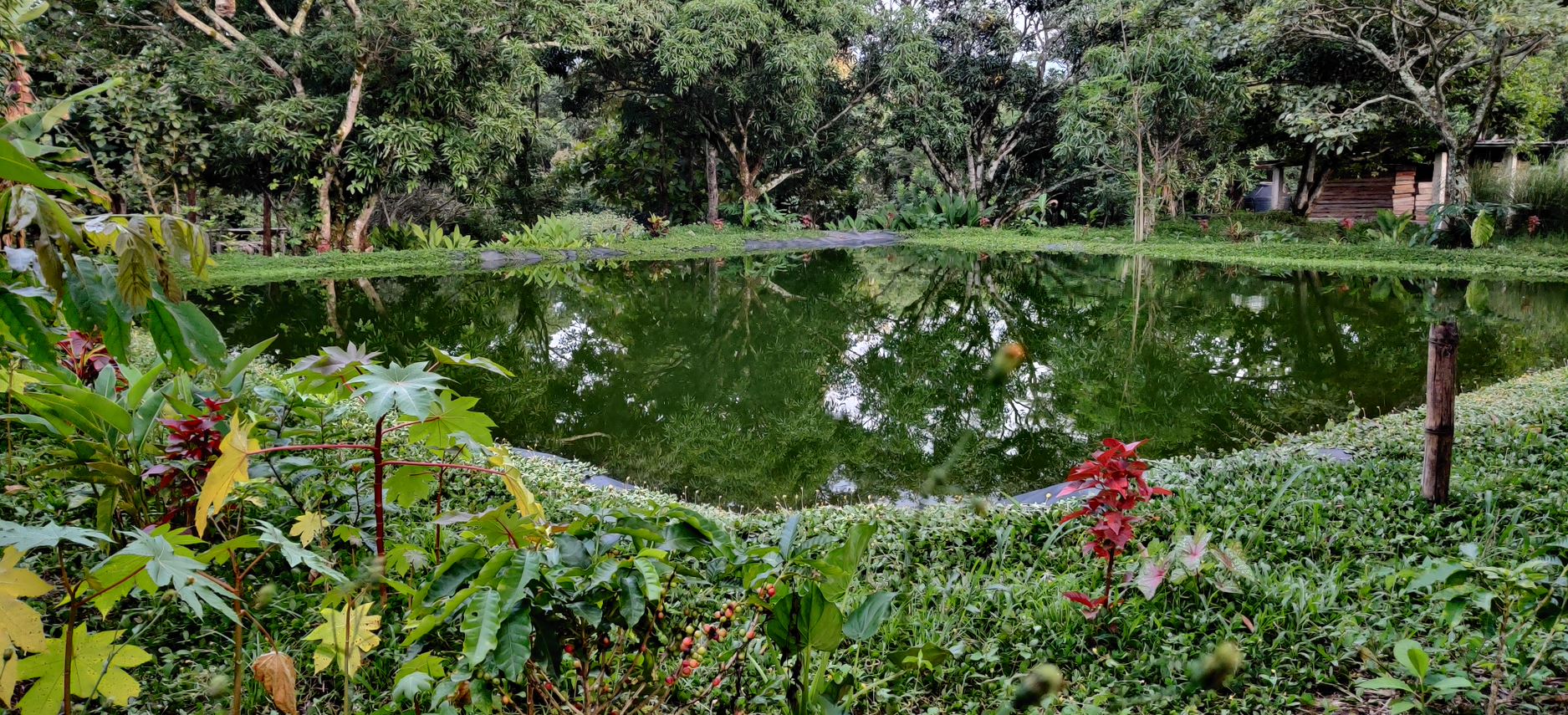 Finca Las Veraneras - herausragende Kaffeebohnen und Aromen aus El Salvador