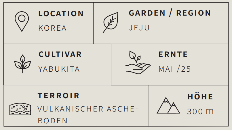 Grüner Tee Hojicha Jeju Island - Berlin Tea Academy Only Sinensis