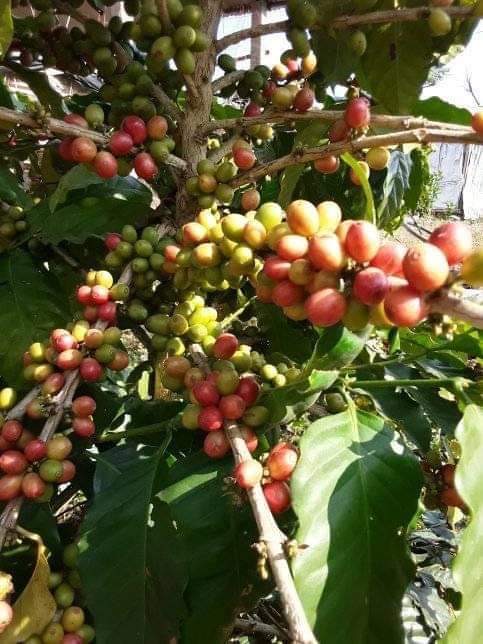 Gauribesi Estate - unverwechselbare Aromen im Kaffee aus Nepal