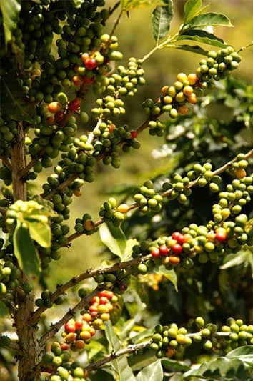 Bild zur Plantage  Region Sierra Maestra - Spitzen-Kaffee aus Kuba