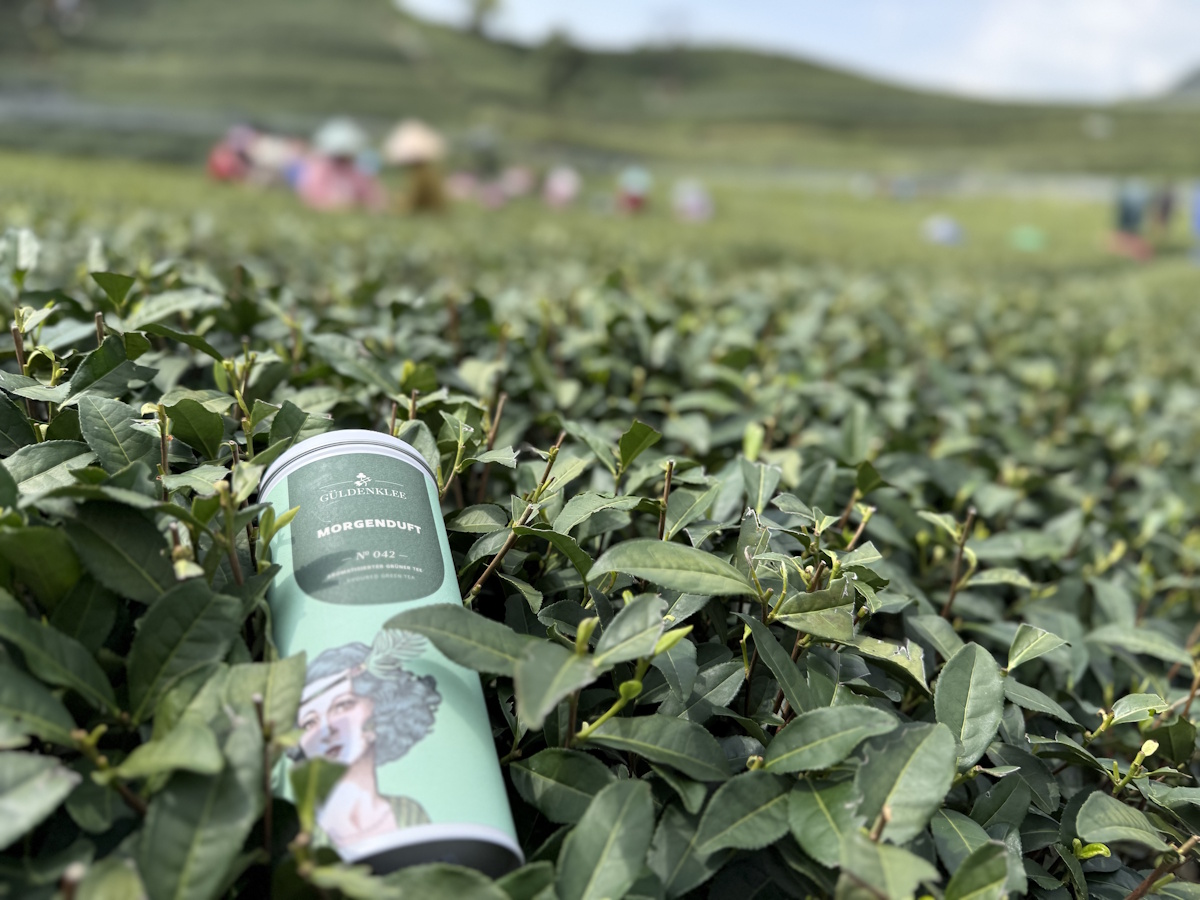 Teeanbau Tee-Ernte China Teeverarbeitung hohe Qualität Grüner Tee Schwarzer Tee Ursprung Berliner Kaffeerösterei Güldenklee