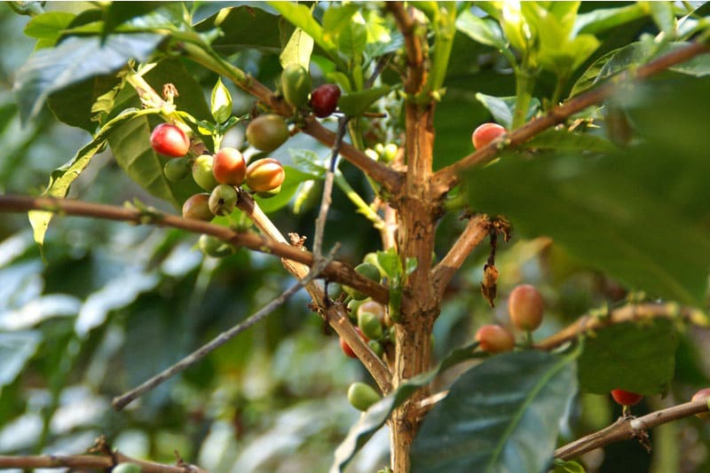 Bild zur Plantage  Region Sierra Maestra - Spitzen-Kaffee aus Kuba