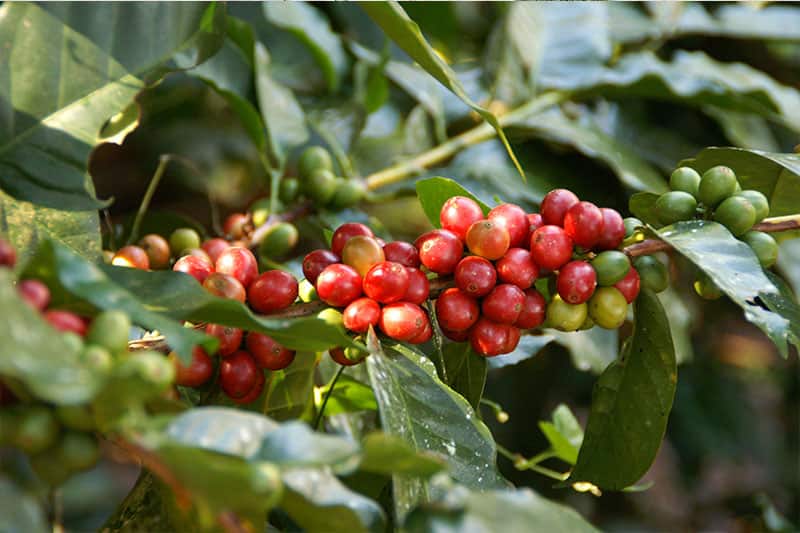 Finca Franciscanos - Kaffee und reichhaltige Aromen aus Peru