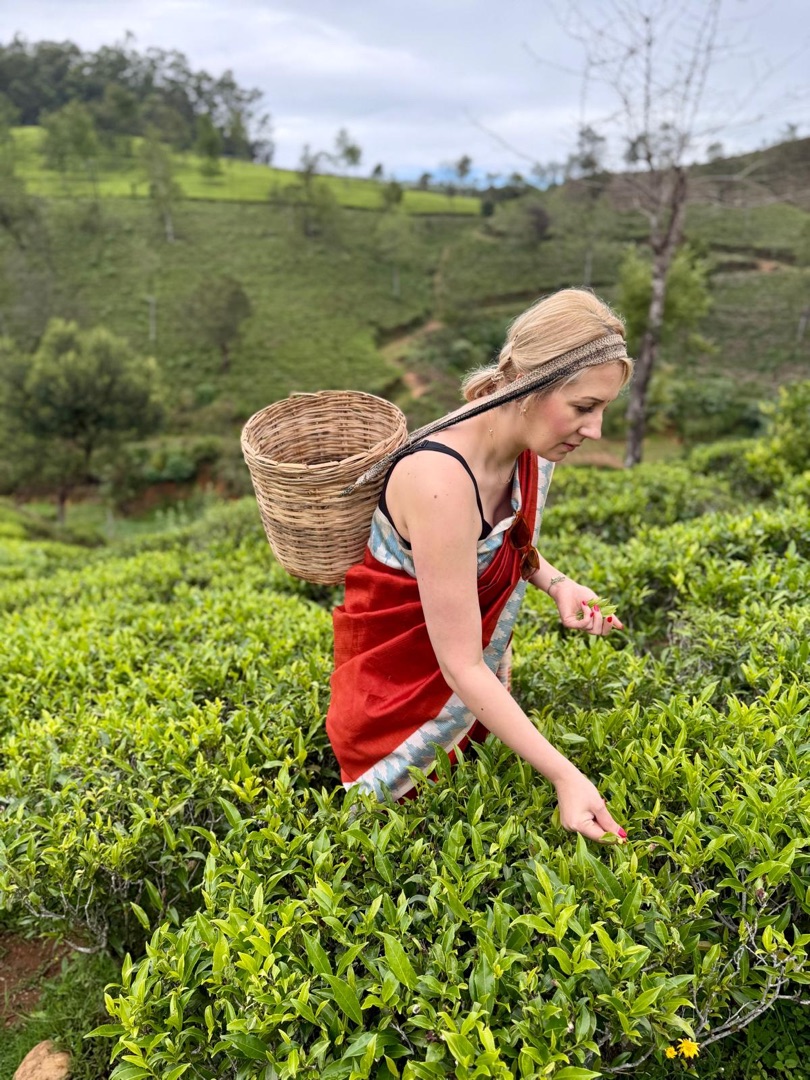 Teeanbau Tee-Ernte Sri Lanka Teequalität vor Ort