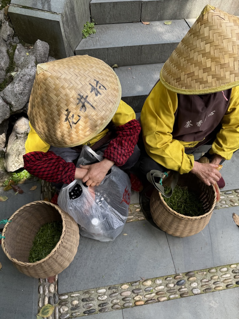 Teeanbau Tee-Ernte China Teeverarbeitung hohe Qualität Grüner Tee Schwarzer Tee Ursprung
